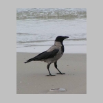 Corvus corone cornix - Nebelkraehe rueg 03.jpg